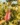 TOST_Product_Rose_whatsinside_1000x